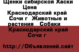 Щенки сибирской Хаски › Цена ­ 5 000 - Краснодарский край, Сочи г. Животные и растения » Собаки   . Краснодарский край,Сочи г.